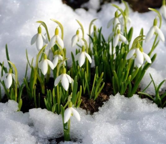 Якою буде весна в Україні: синоптики дають перші прогнози