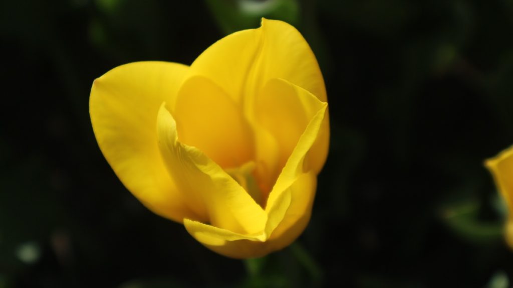 Виставка тюльпанів. фото: happymisto.od.ua