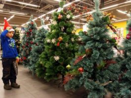 УГКЦ просить вірян відмовитись від живих ялинок на Різдво