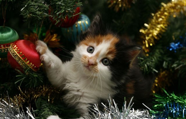 Новорічна прикмета про котиків - фото 298260
