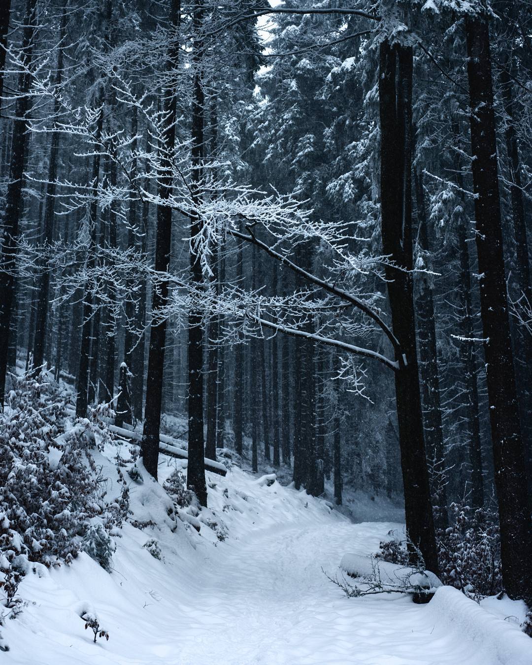 Український фотограф показав як виглядає зима в Карпатах