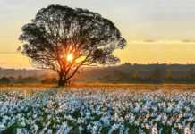 На Закарпатті чоловік пiдпaлив суху траву і знищив 9 га заповідника «Долина нарцисів»