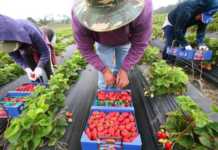 У Польщі без українців зіпсується весь урожай полуниці: заробітчани не можуть виїхати через карантин