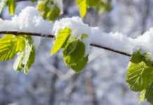 Зима повертається – ідуть сильні заморозки: синоптики попередили про різке погіршення погодних умов в Україні