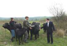 Останні 100 років їх тут практично не зустрічали: на Закарпатті в Долину нарцисів повернулися рідкісні тварини (фото)