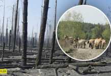 Чорнобильська природа оживає після пожеж: яскраві фото “нового життя”