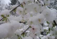 Європу закидало снігом: циклон рухається до України (фото, відео і карти)