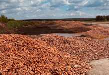 Ви такого ще не бачили: збанкрутілий підприємець викинув гори моркви