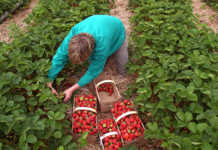 Польща безкоштовно протестує українських заробітчан на COVID-19