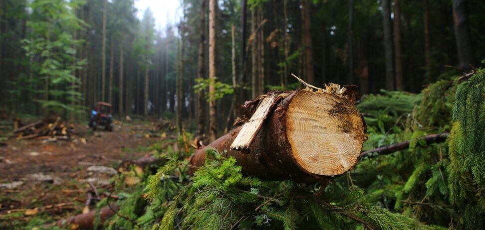 Двом областям України передбачили повне зникнення лісів