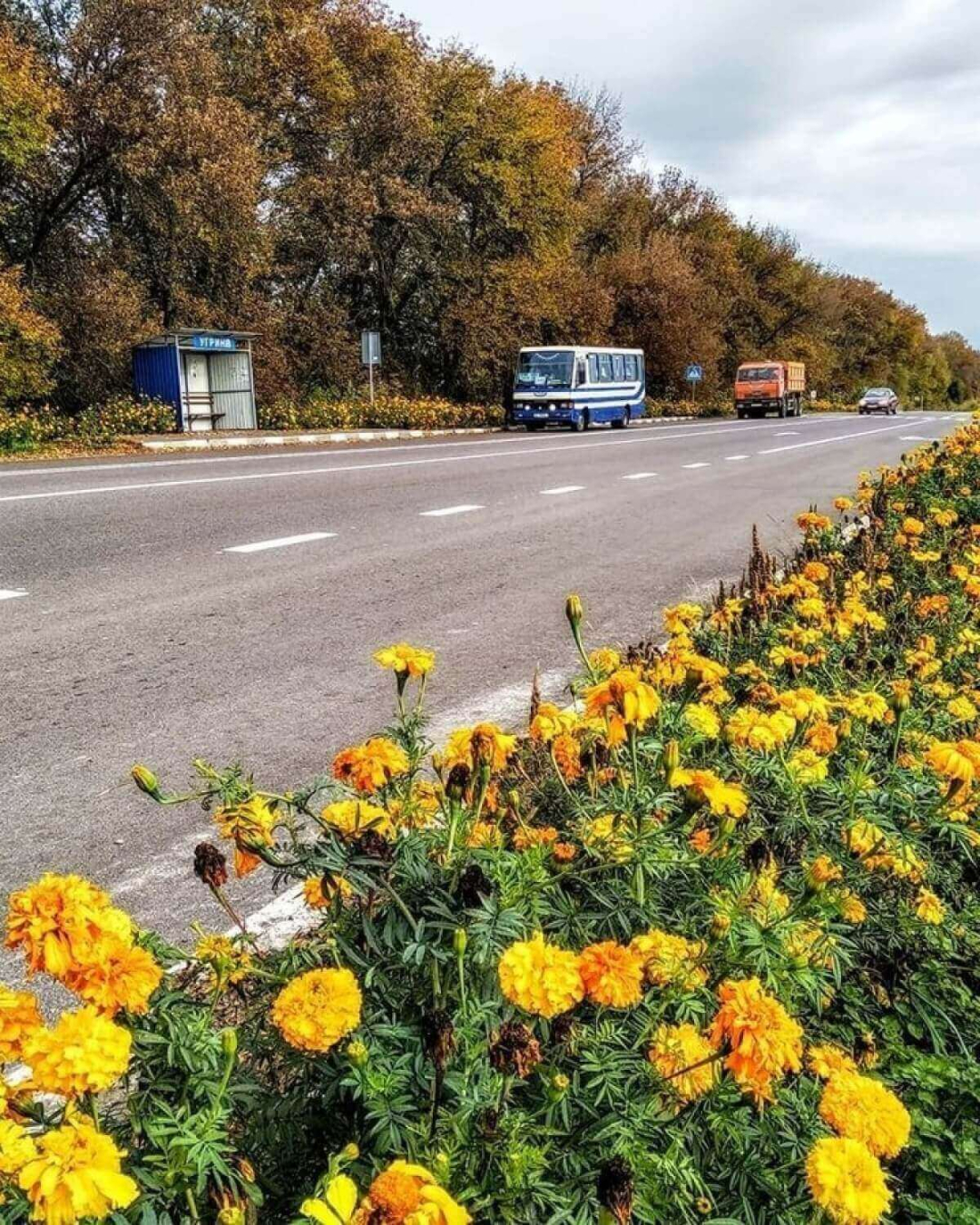 Волинянин посадив 700 кілометрів чорнобривців і соняшників. ФОТО