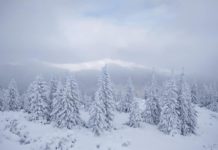 У Карпатах випало майже метр снігу (фото)