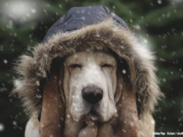 На Україну насувається похолодання і сніг: названо області, де будуть сильні хуртовини