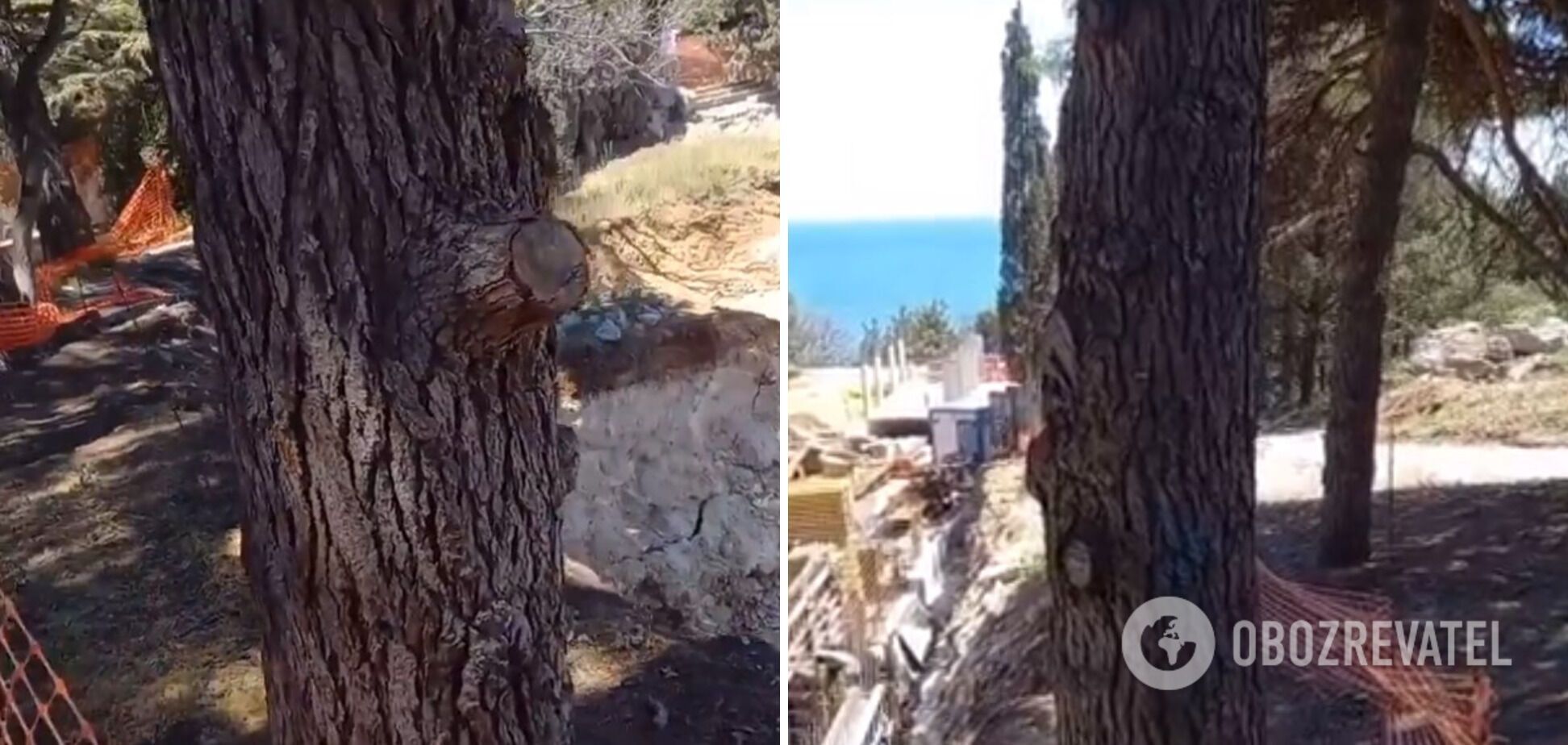 "Влада" Криму дозволила знищувати дерева у парку