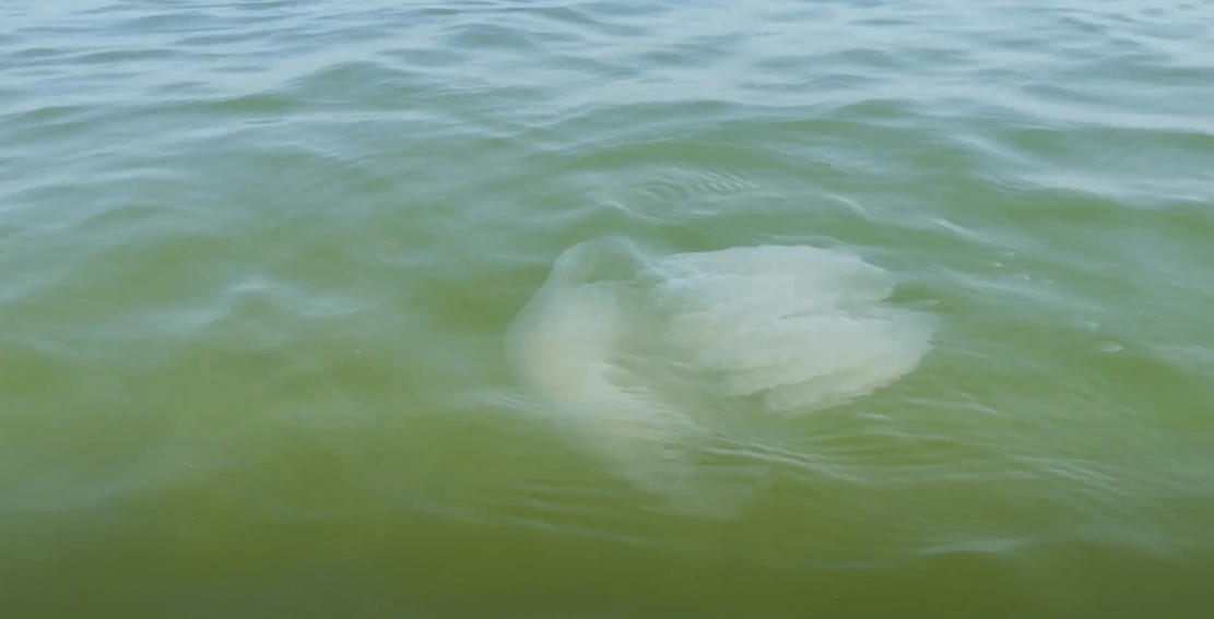 В Азовському морі великі медузи