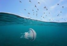 На Азовському морі придумали, як боротися з надокучливими медузами (фото)