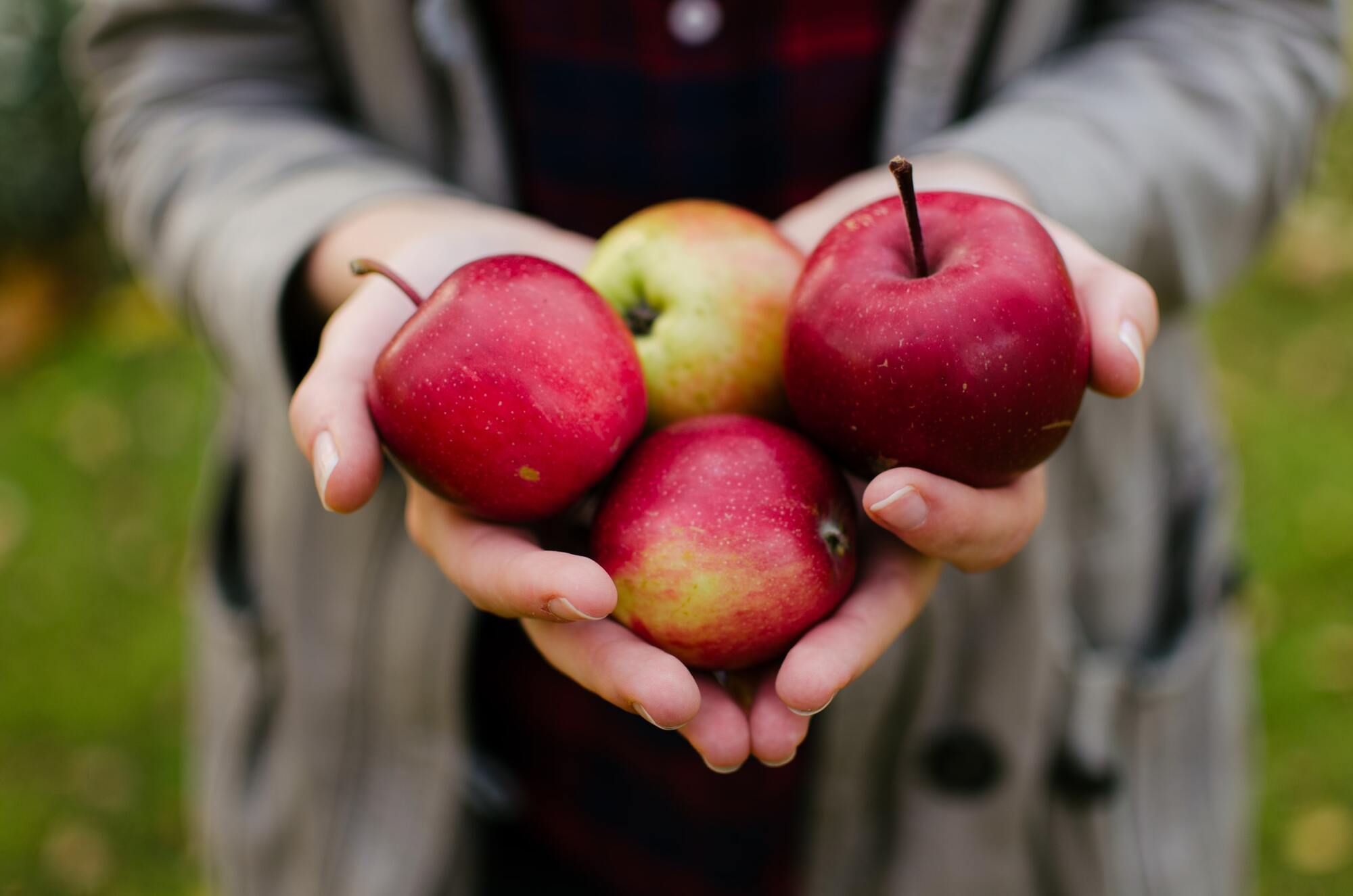 Яблучний Спас щороку відзначається 19 серпня