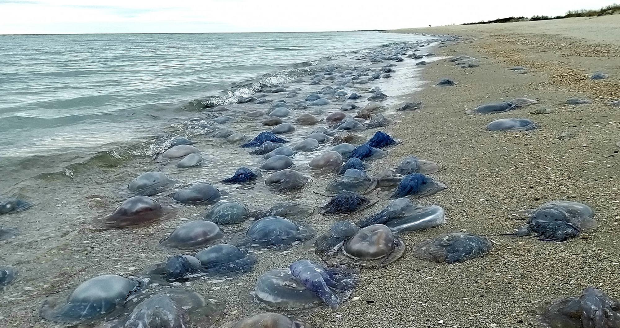 На берег Чорного моря під Одесою штормом винесло близько мільйона медуз (фото)