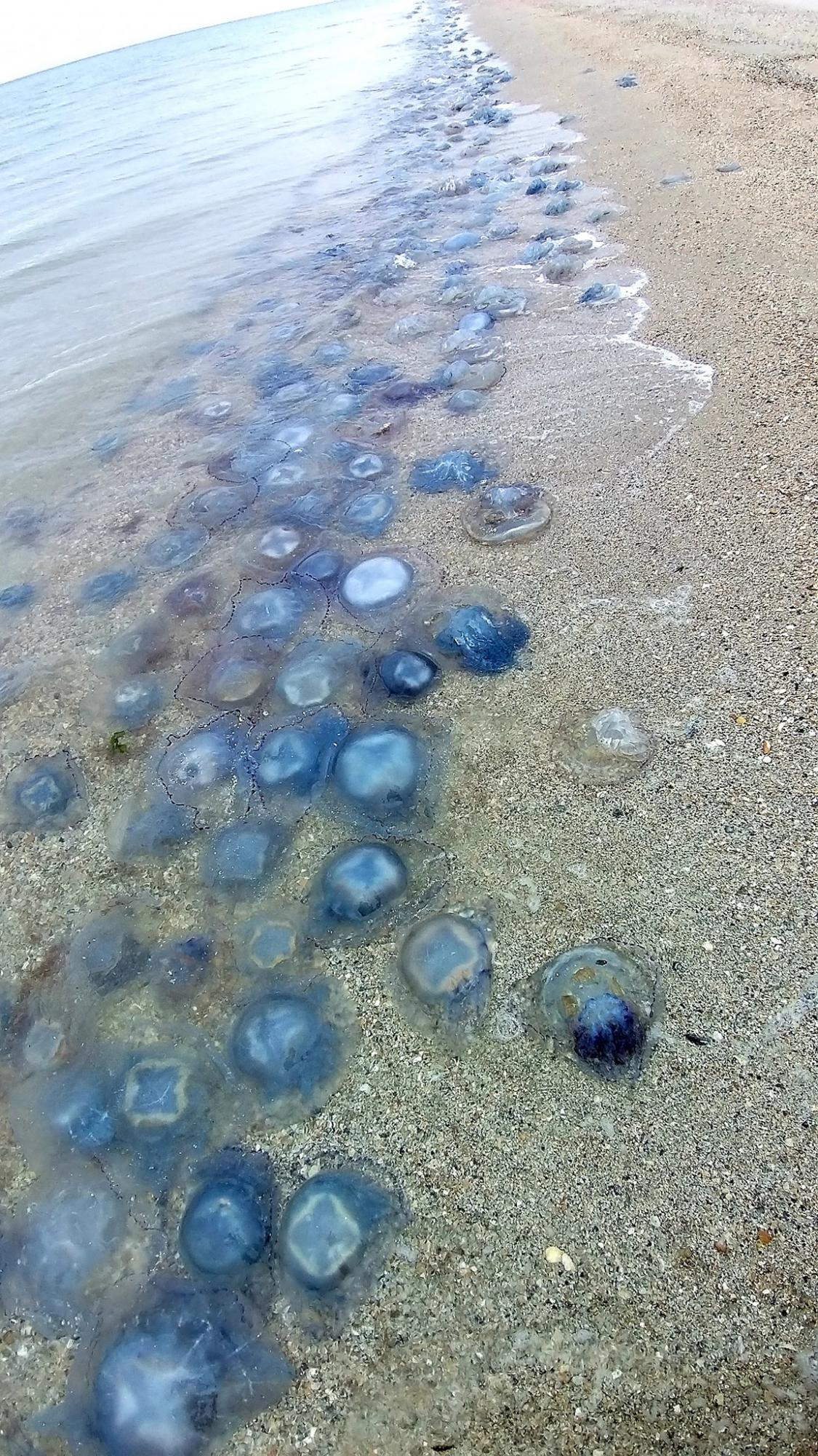 На берег Чорного моря під Одесою штормом винесло близько мільйона медуз (фото)