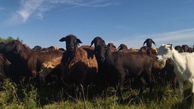 Вівчар з Донеччини евакуював на Волинь 400 овець, більше сотні загинули під  обстрілами