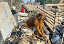 Помер пес Крим, який плакав на руїнах будинку у Дніпрі