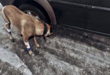 “Навіть поранений, наш собака врятував нас від міни”: військовий поділився зворушливою історією про “колегу”