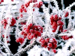 Зима повертається: в Україну йдуть хуртовини, вітри та морози зима