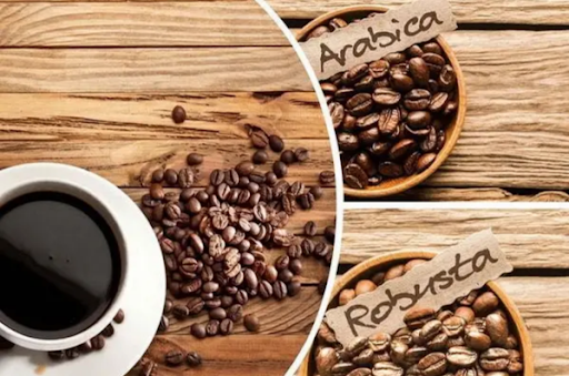 Який сорт кави краще арабіка чи робуста Що вибрати