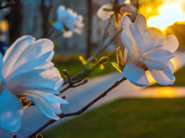 Цього тижня Україну накриє аномальне тепло – синоптик