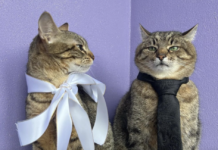 Відомий український кіт Степан одружився зі своєю коханою з Франції (фото)