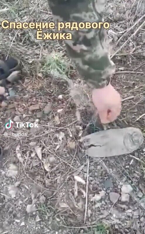 Українські воїни врятували від смерті їжака, який заплутався у сітці: відео зворушило мережу