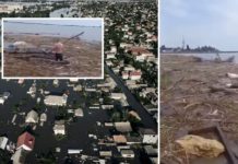 Собаку з Херсонщини на дошці прибило до берега біля Одеси: його врятували місцеві жителі. Зворушливе відео