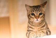 “Всі ми – трошки Хлоя!”: киця у рожевій ковдрі з насупленою мордочкою підкорила Мережі і додала клопотів господарям