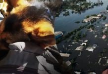 Не покинув потопати: зворушлива історія чоловіка, який із вівчаркою три дні йшов пішки до Одеси