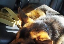 Чоловік із вівчаркою йшов три дні пішки з Херсона до Одеси: залишився без дружини та 5-річної доньки