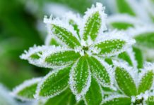 В Україні вдарять перші заморозки: синоптик спрогнозував дати