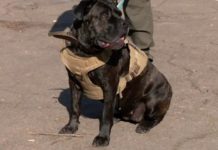 Тара знайшла загиблу дитину і заплакала: неймовірна історія собаки, яка шукала тіла під завалами