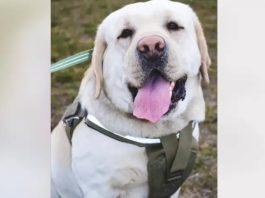 “Ситуація не така бентежна”: службовий пес Нацгвардії Ермі поділився деталями поїздки в тамбурі