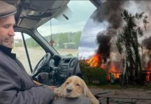 Пішки з собаками 15 кілометрів: мешканець Вовчанська втік від російських обстрілів