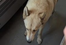 На Івано-Франківщині пес зайшов у потяг і доїхав із Буковеля до Яремче: що відомо про його долю