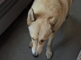 На Івано-Франківщині пес зайшов у потяг і доїхав із Буковеля до Яремче: що відомо про його долю